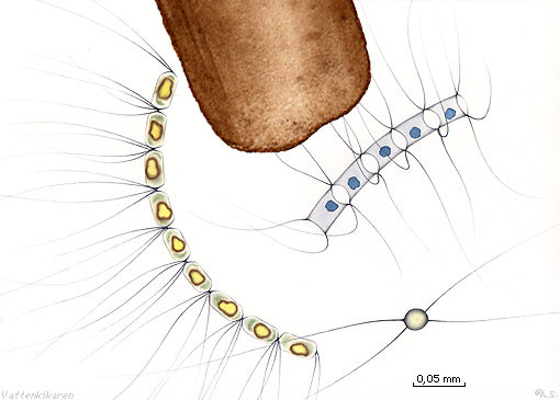 Hair and Chaetoceros spp. 31 kB