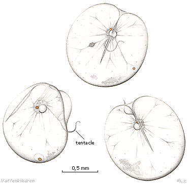 Noctiluca scintillans