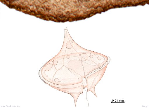 Hair and  Protoperidinium-dinoflagellates