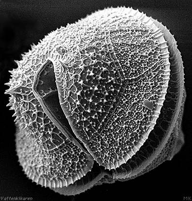 Protoperidinium subinerme? 42 kB