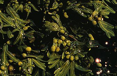 Bladder wrack - water surface