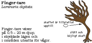 Discription of finger kelp