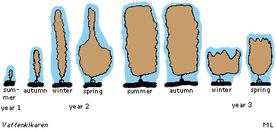 Growth of sugar wrack