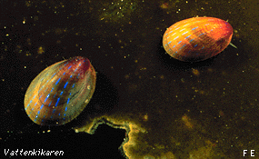 Kelp limpet feeding on kelp