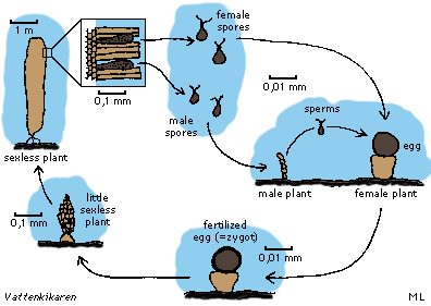 Sugar wrack´s lifecycle