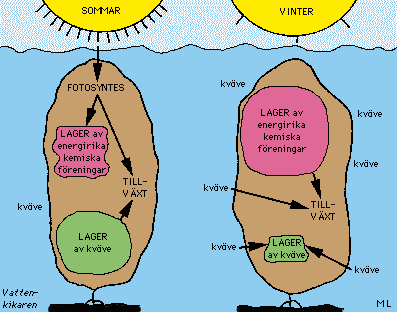 Tillväxt hos tare