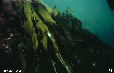 Swaying underwater forest