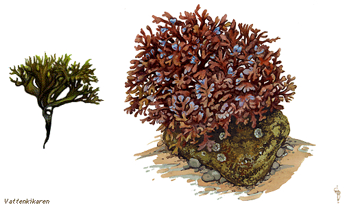 Irish Moss Algae