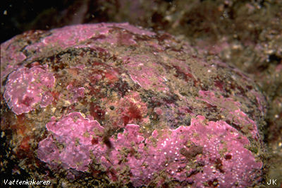 Encrusting red algae