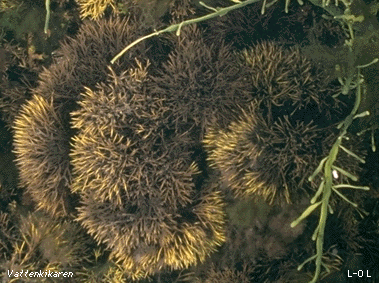 Furcellaria lumbricalis