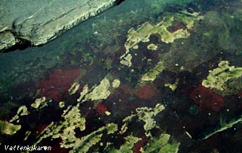 Hildenbrandia rubra in a rock pool