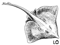 Common skate