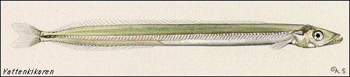 Sand eel