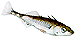 Three-spined stickleback