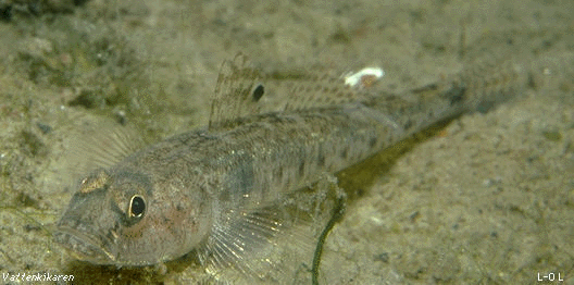 Sand goby