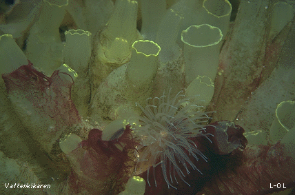 Picture of Ciona intestinalis