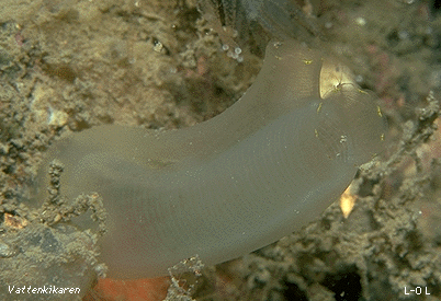 Ciona intestinalis