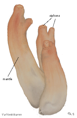 Ciona intestinalis