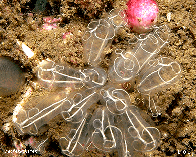 Clavelina lepadiformis