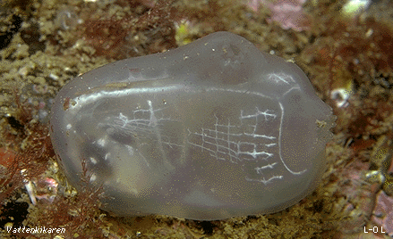 Corella parallelogramma