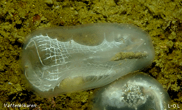 Corella parallelogramma