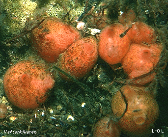 Dendrodosa grossularia