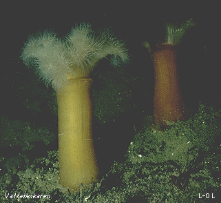 Plumose anemone