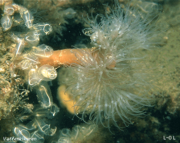 Plumose anemone