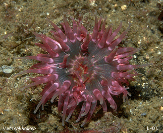 Dahlia anemone