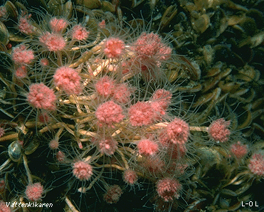 Common flower-head