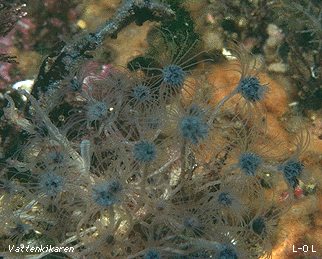 Common flower-head