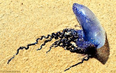 Portugese man´o´war