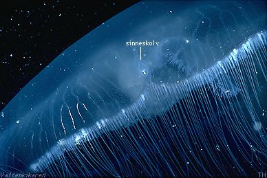 Tentacles and sensory organs