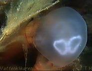 plumose anemone eating