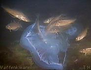 Whiting feeding on a moon jellyfish..