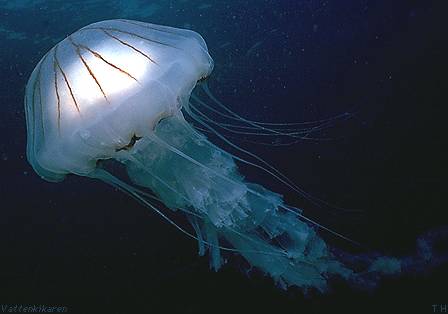 Compass jellyfish