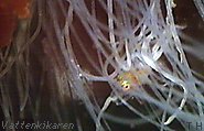 Lion´s mane jellyfish eating a fish