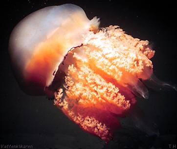 Rhizostome jellyfish