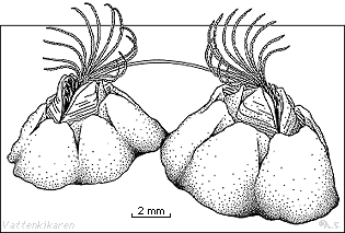 mating