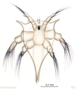 Cirripedia nauplius