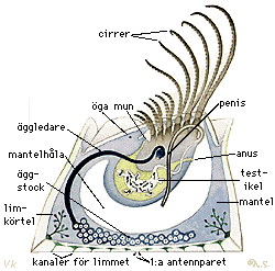 Havstulpanens delar