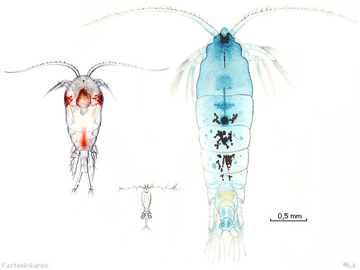 Three copepods