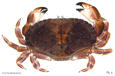 Crab