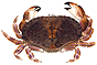 Crab