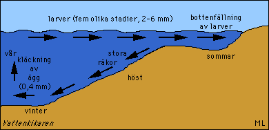 Seasonal migration