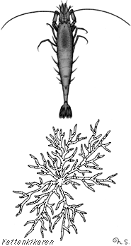Dark common shrimp
