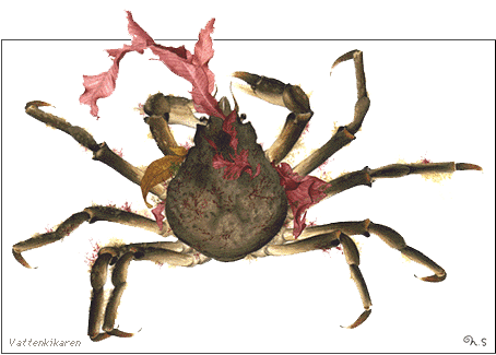 Spider crab