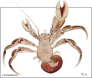 Common hermit crab