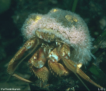 common hermit crab