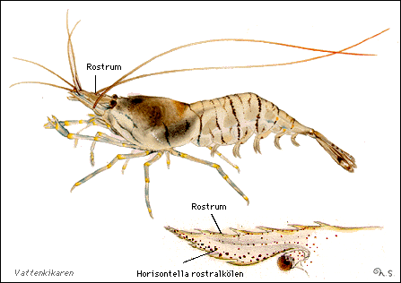 Palaemon adspersus